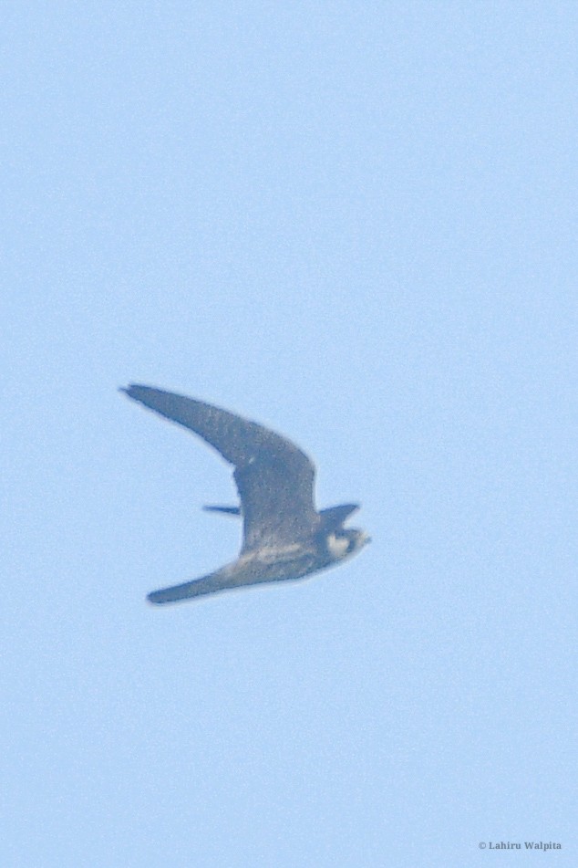 Eurasian Hobby - ML646283764