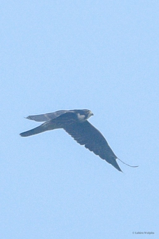 Eurasian Hobby - ML646283765