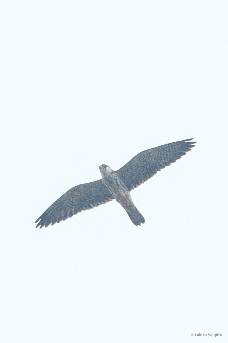 Amur Falcon - ML646283766