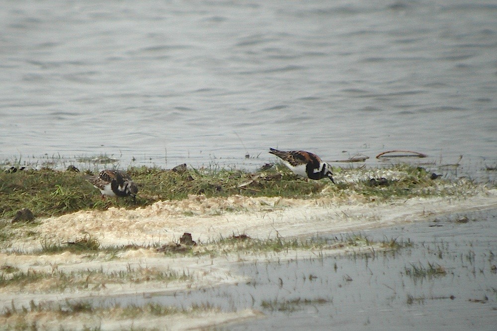 Ruddy Turnstone - ML646283767