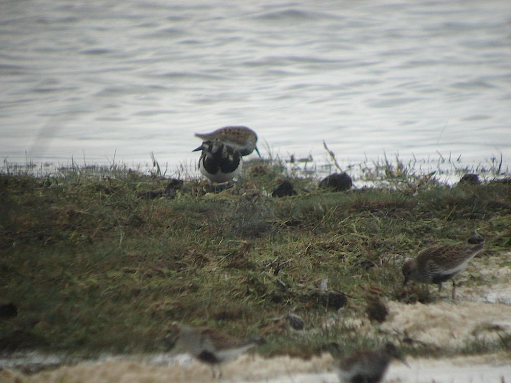 Ruddy Turnstone - ML646283774