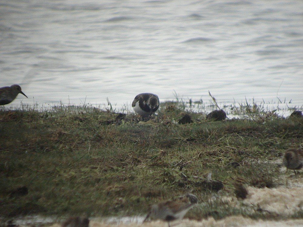 Ruddy Turnstone - ML646283775