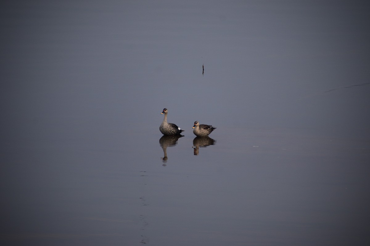 アカボシカルガモ - ML646283779