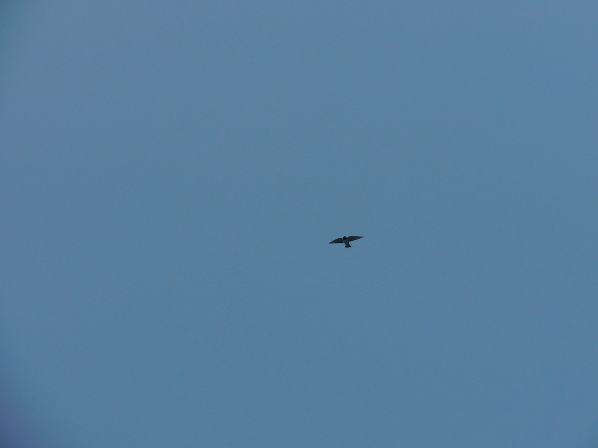 モリツバメ - ML646283780