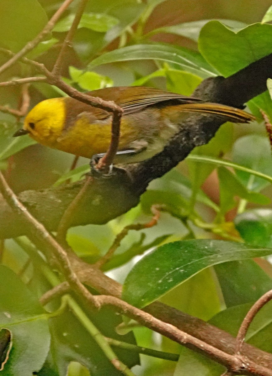 キイロモフアムシクイ - ML646283782