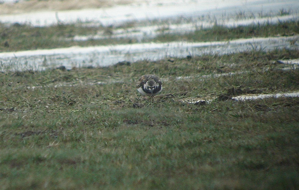 Ruddy Turnstone - ML646283783