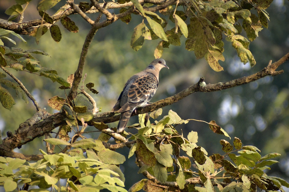 キジバト - ML646283784