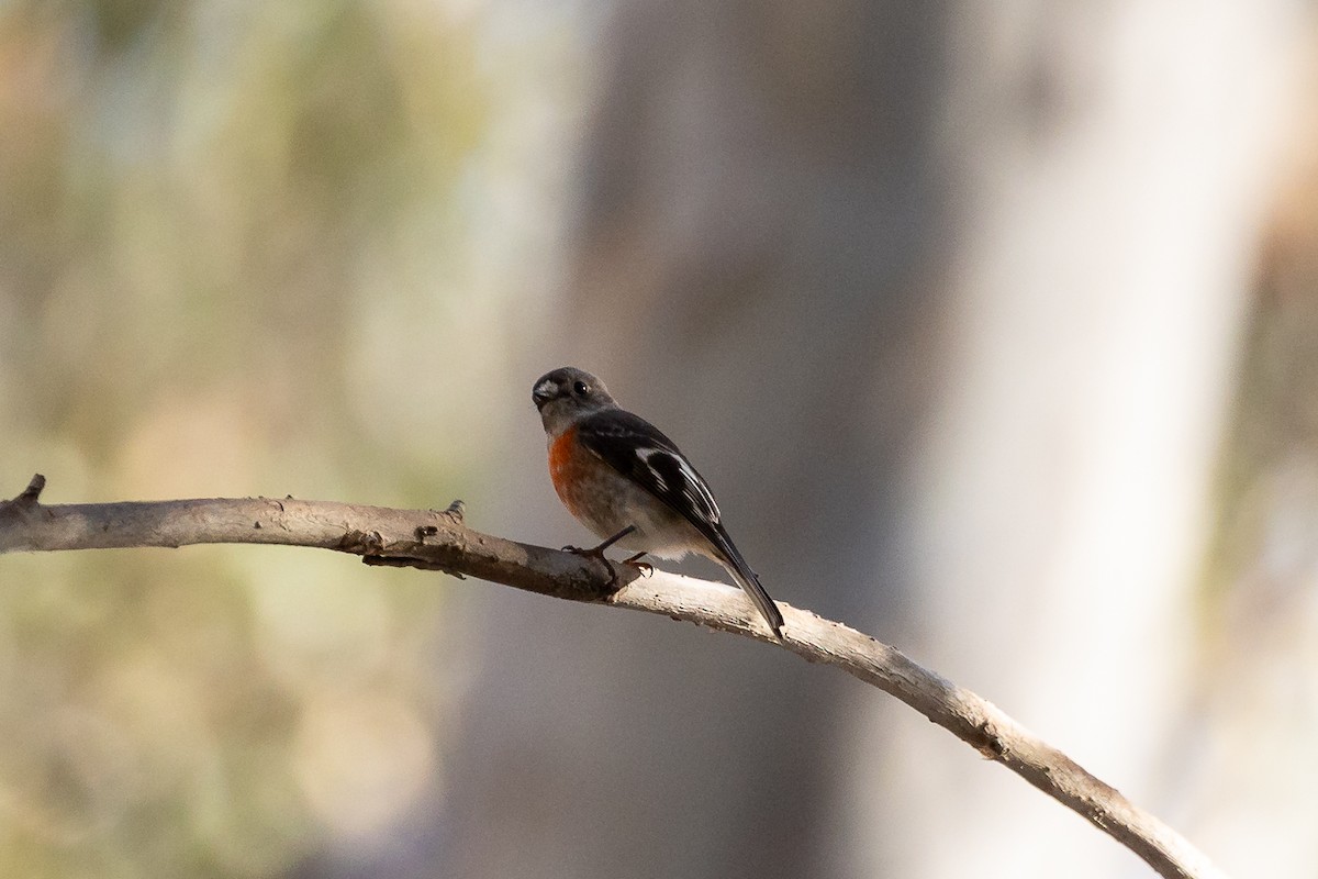 サンショクヒタキ - ML646283785