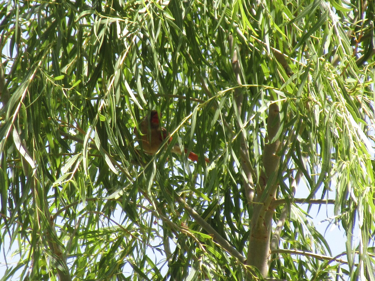 ムネアカコウカンチョウ - ML646283786