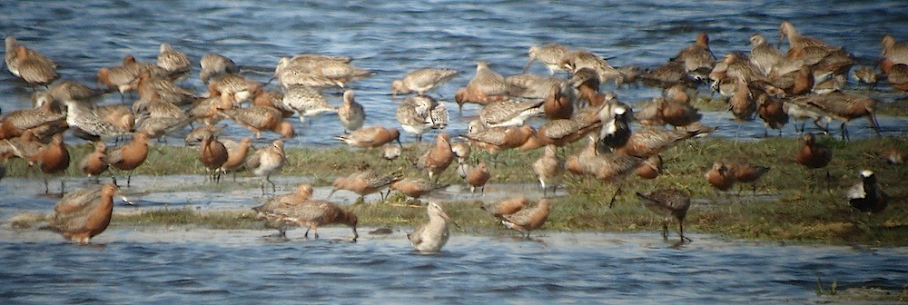 オオソリハシシギ - ML646283787