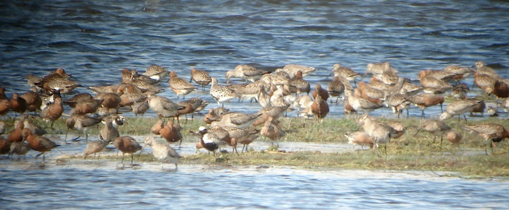 オオソリハシシギ - ML646283788