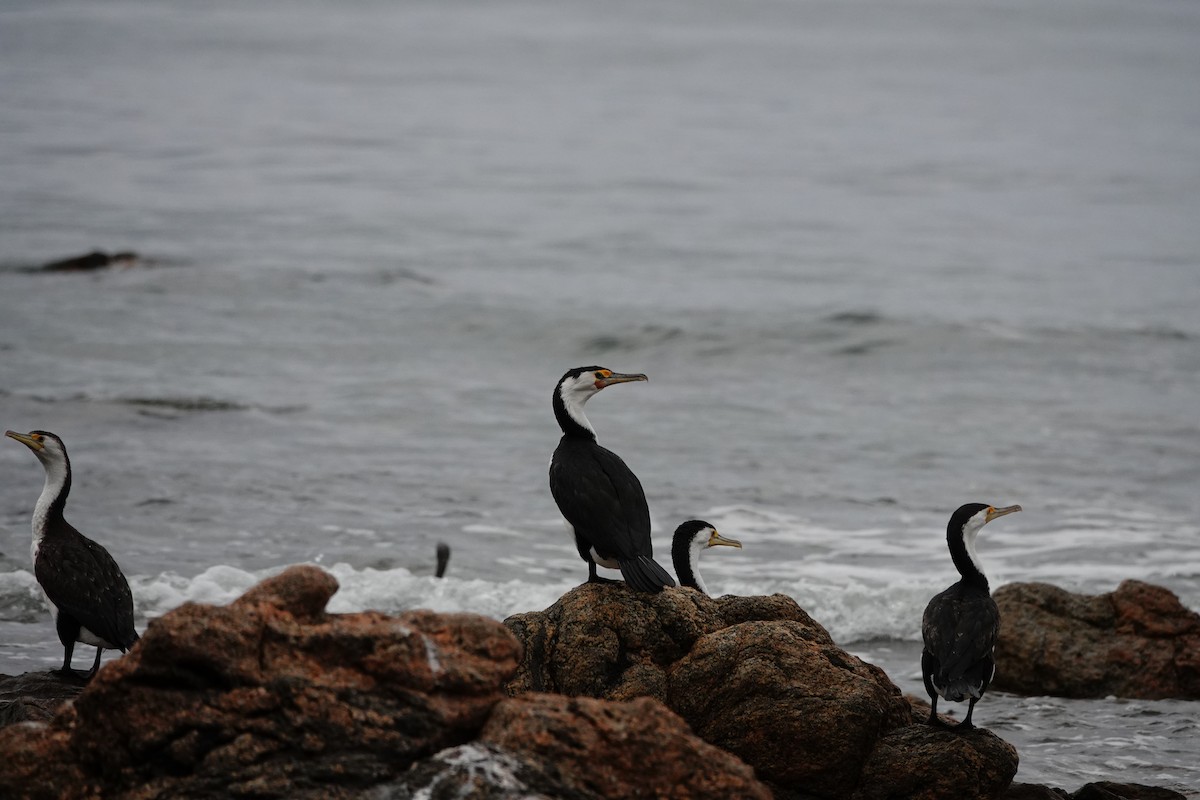 マミジロウ - ML646283789