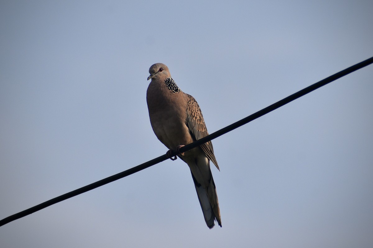 カノコバト - ML646283790