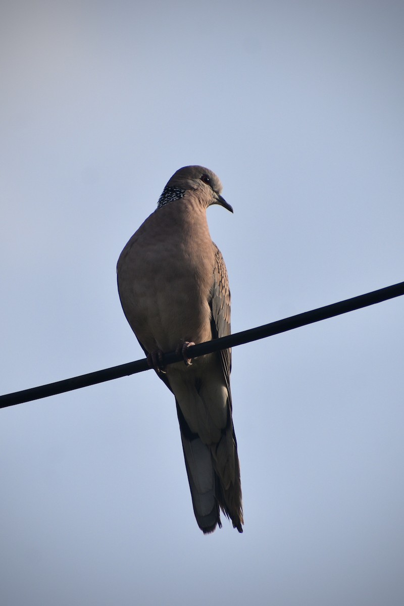 カノコバト - ML646283791