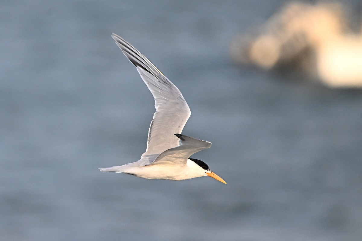 ベンガルアジサシ - ML646283792