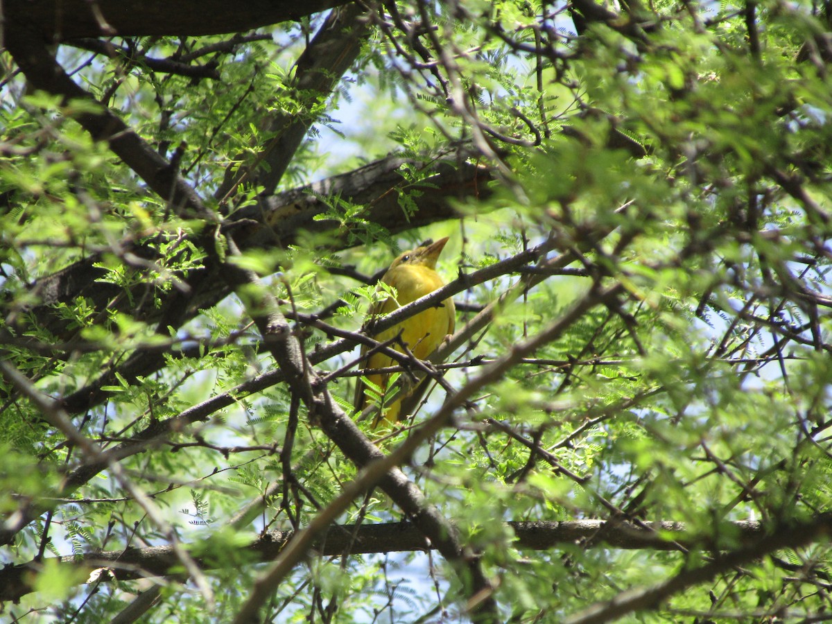 ナツフウキンチョウ - ML646283793