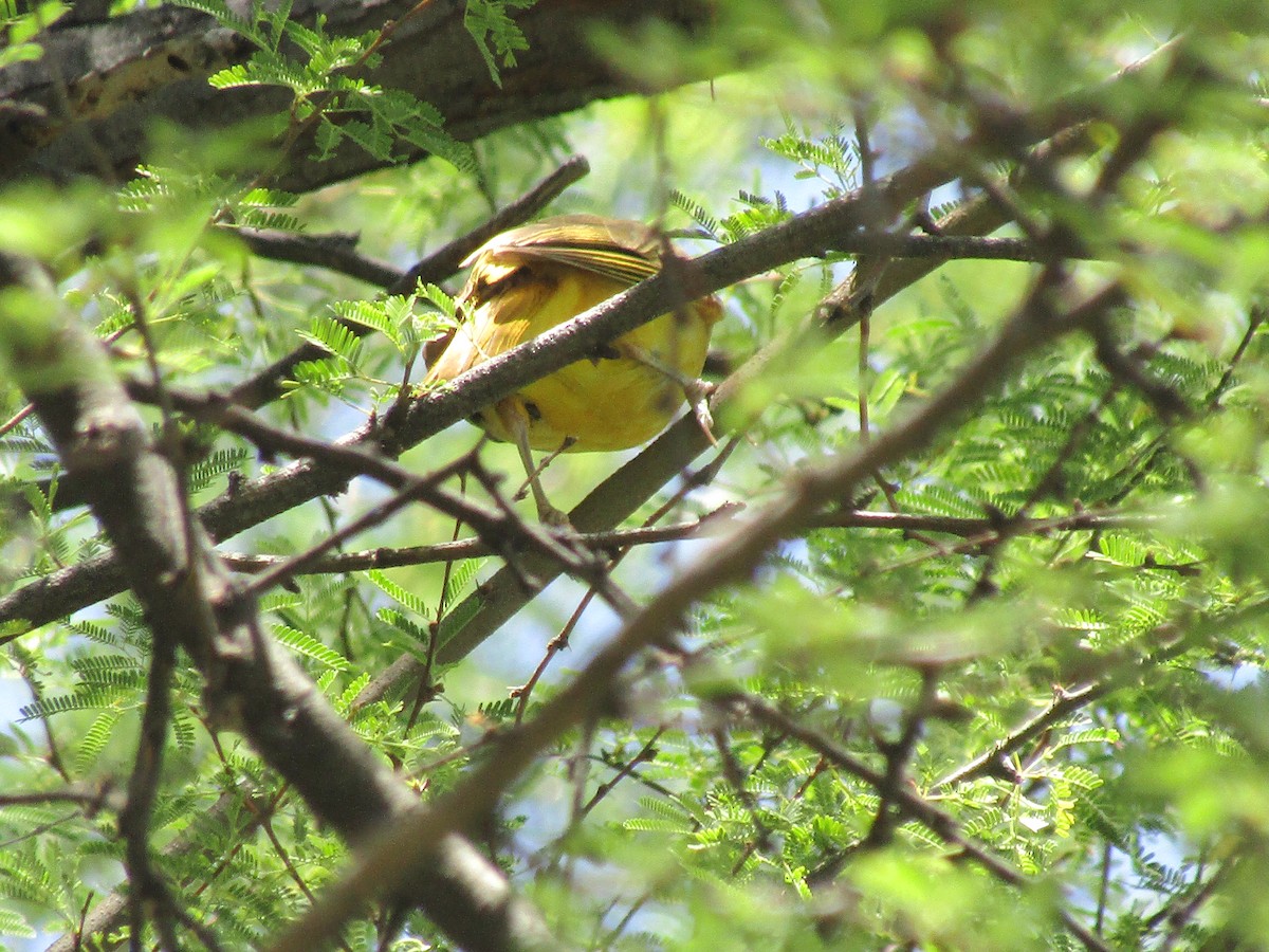 ナツフウキンチョウ - ML646283794