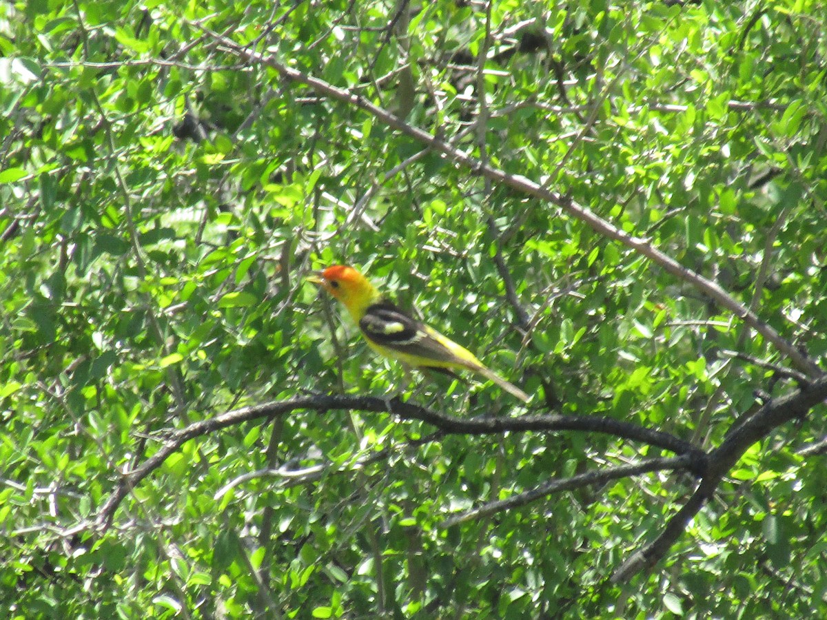 ニシフウキンチョウ - ML646283802