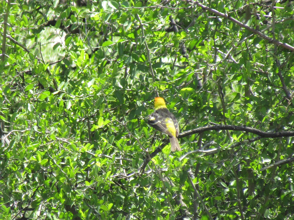 ニシフウキンチョウ - ML646283804