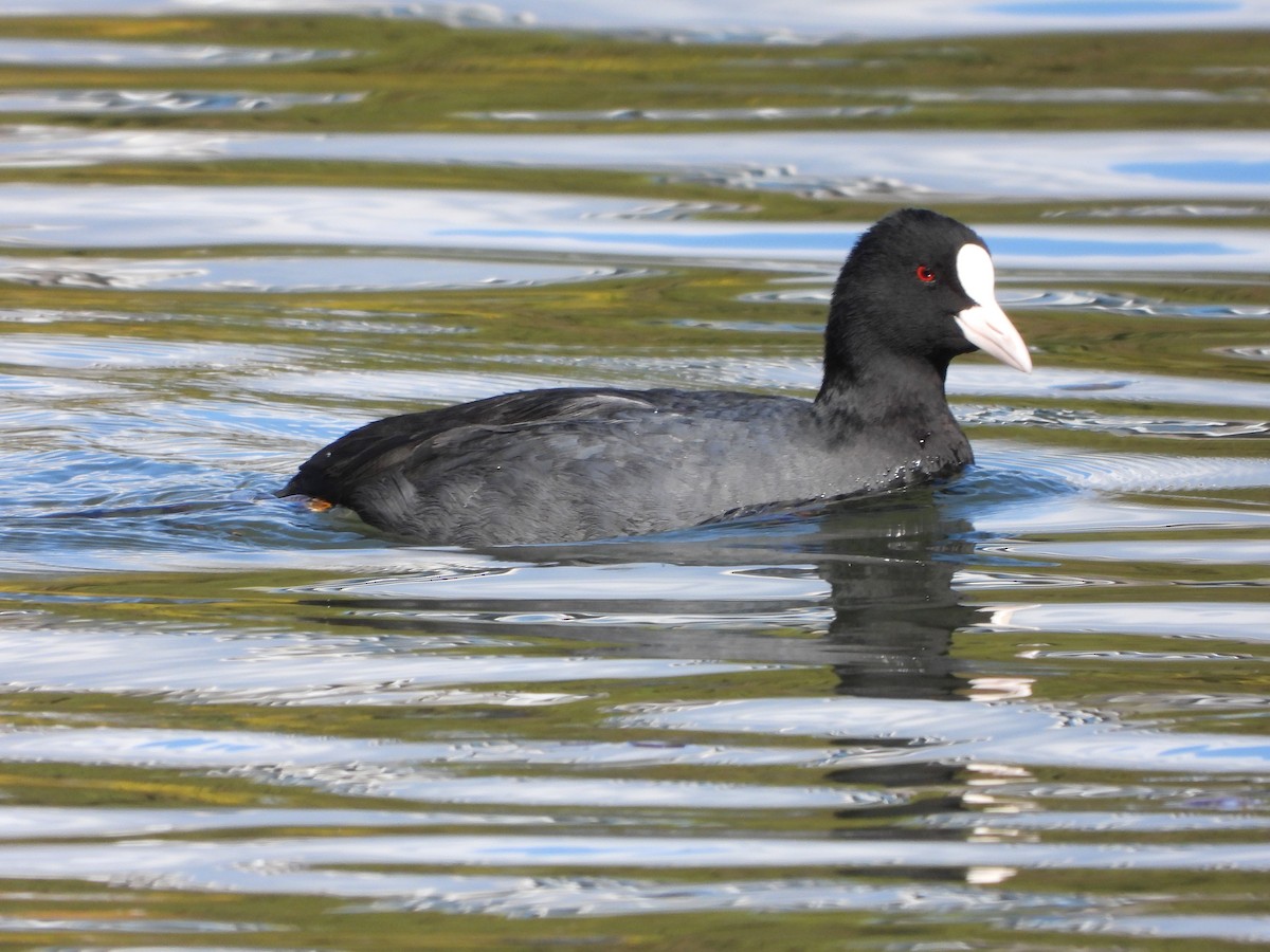 sothøne - ML646283805