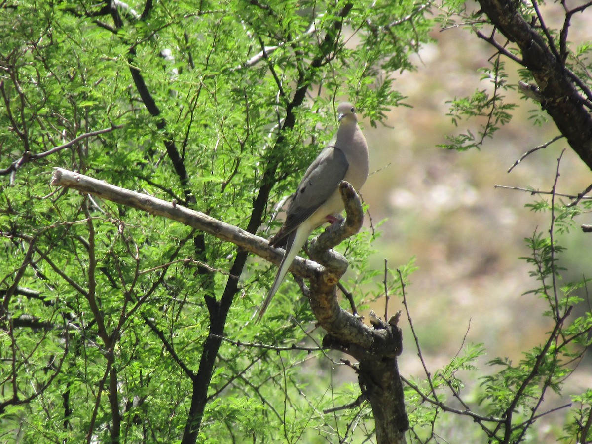 ナゲキバト - ML646283807