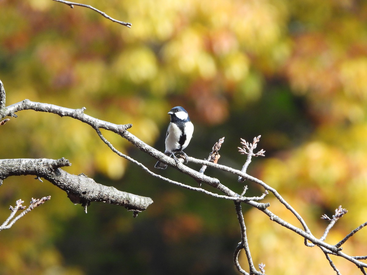 gråkjøttmeis - ML646283808