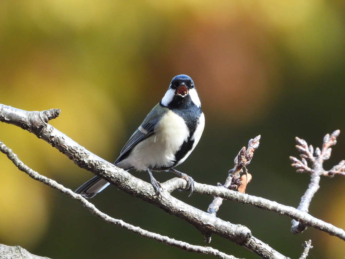 gråkjøttmeis - ML646283809