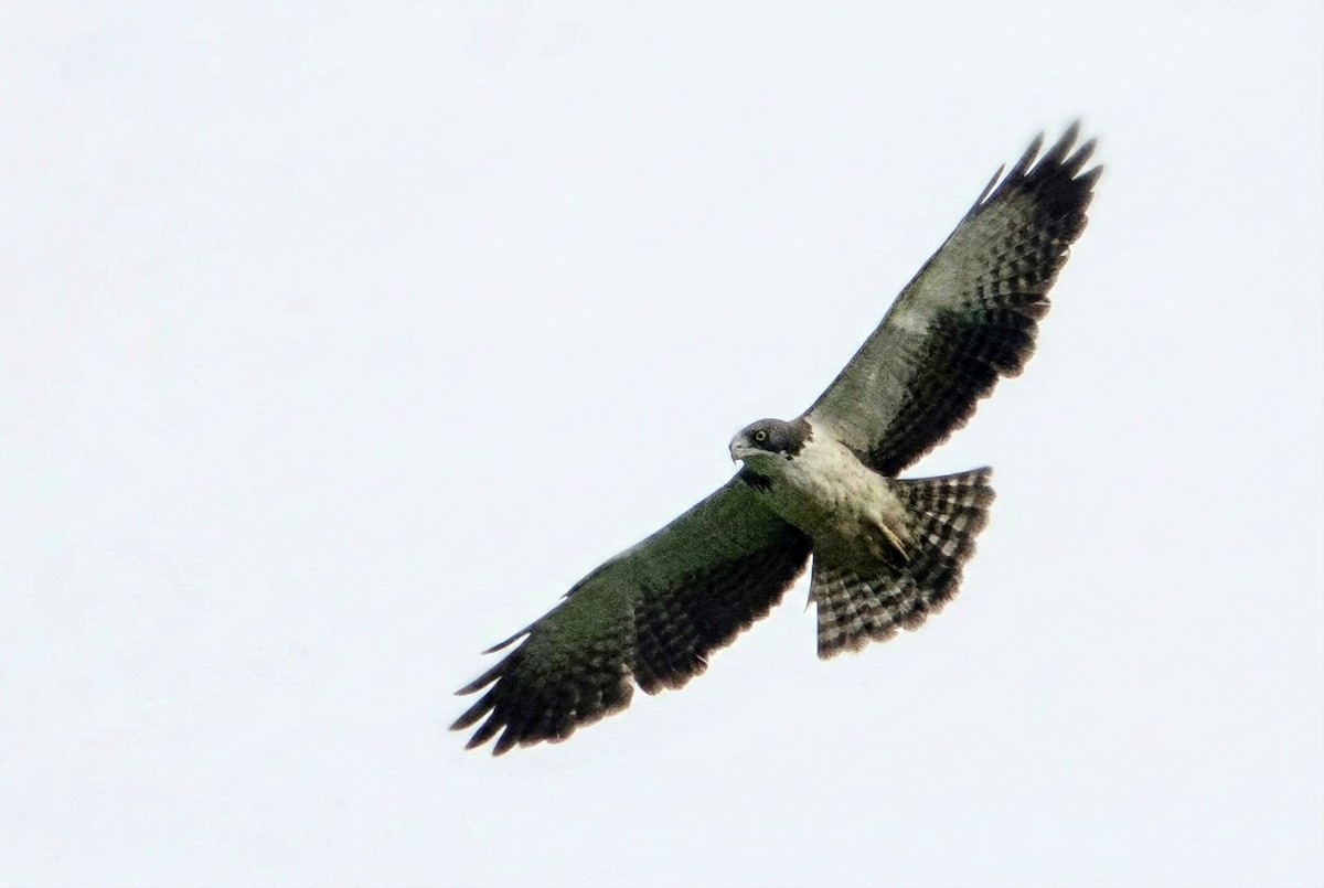 ミジカオノスリ - ML646283810