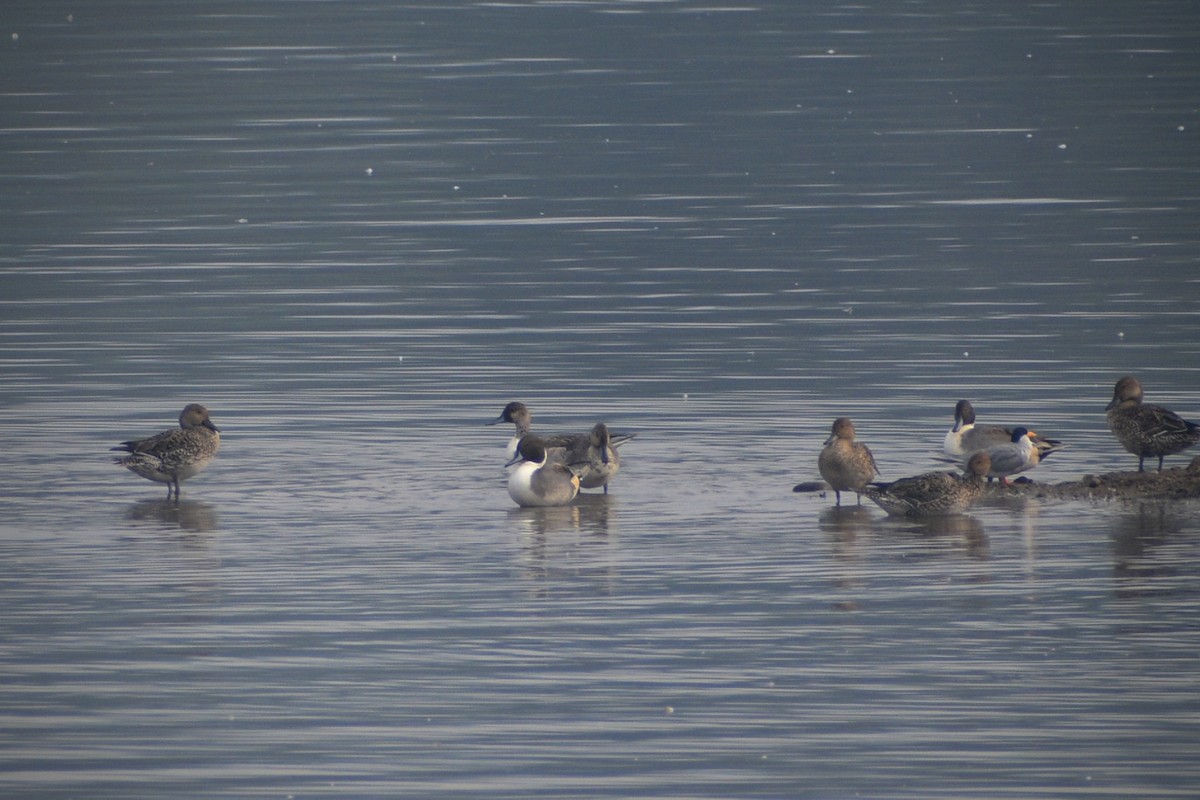 オナガガモ - ML646283811