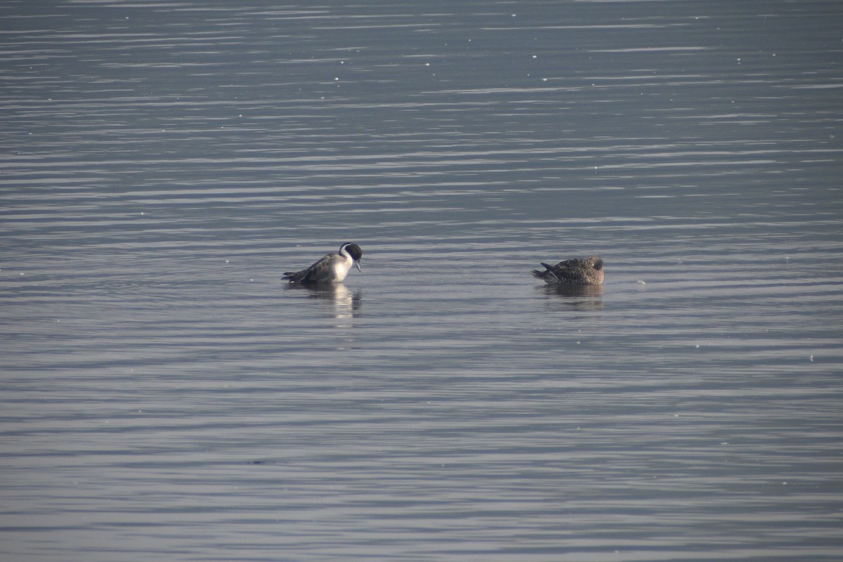 オナガガモ - ML646283812