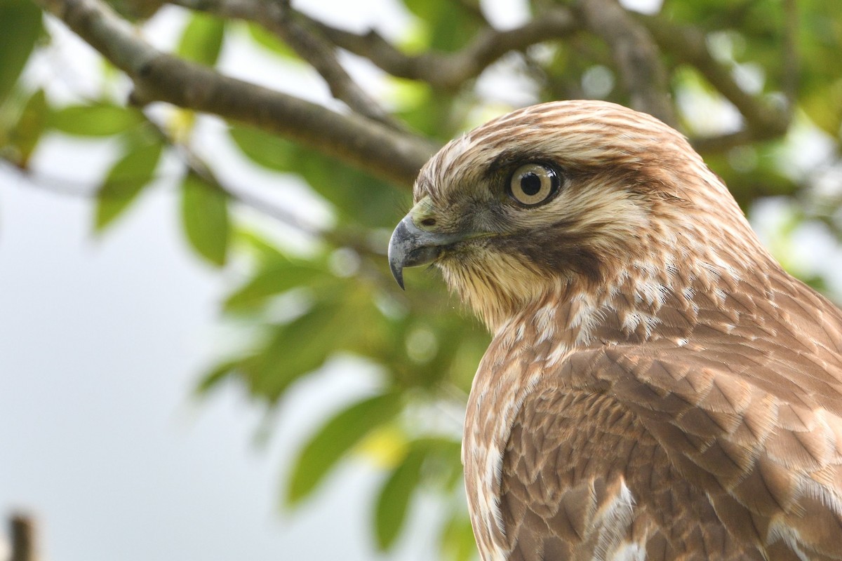 Eastern Buzzard - ML646283814
