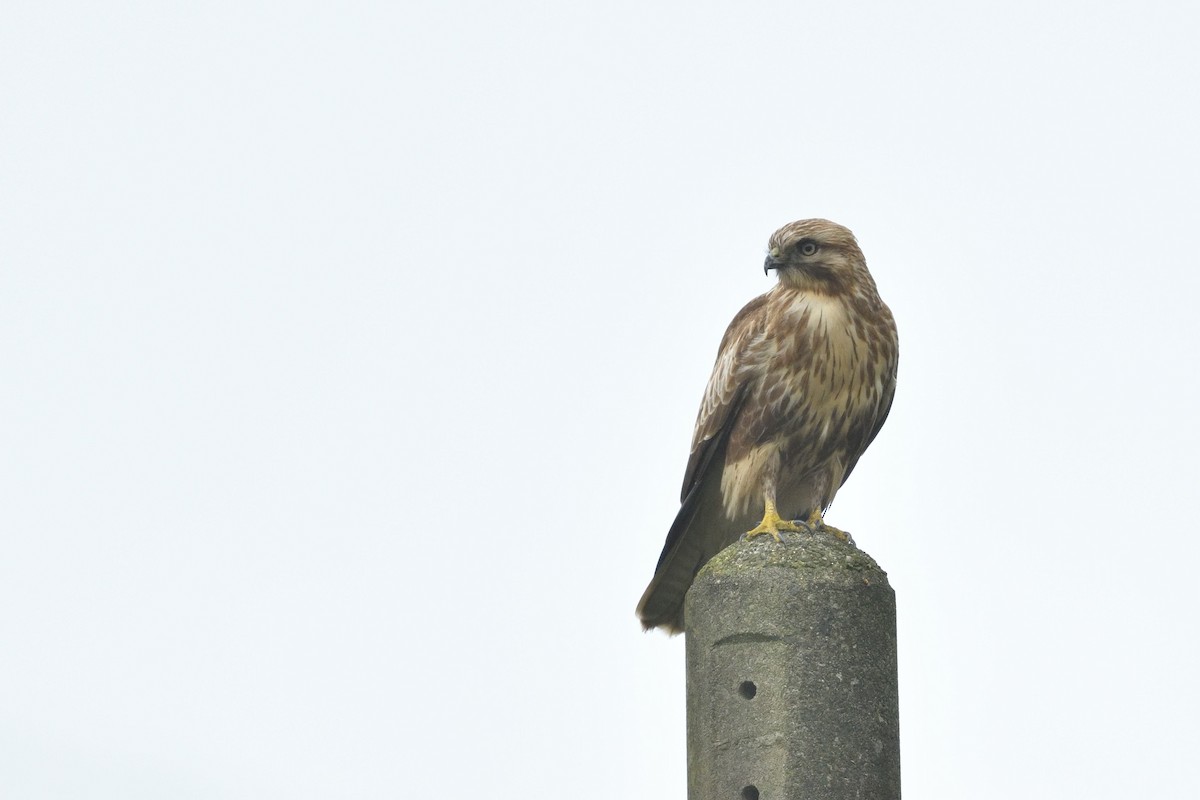 Eastern Buzzard - ML646283815