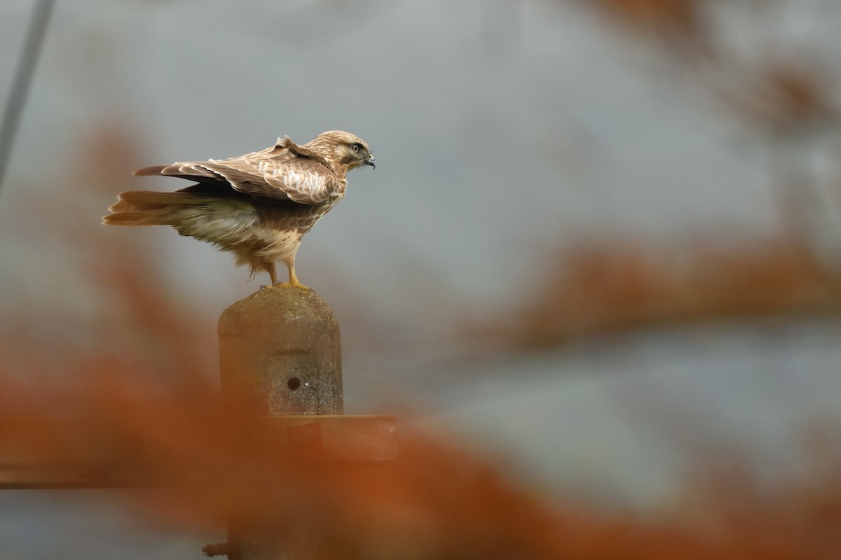 Eastern Buzzard - ML646283816