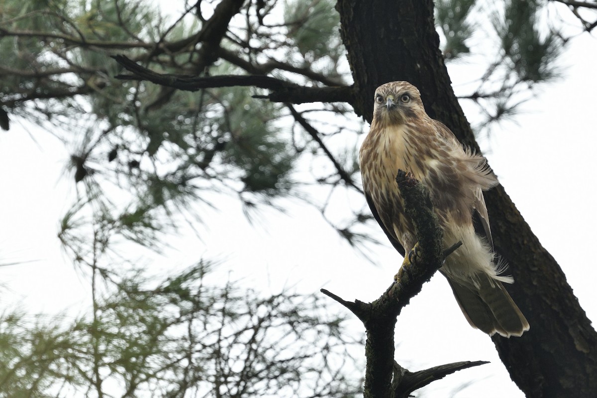 Eastern Buzzard - ML646283817