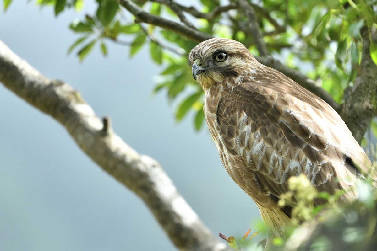 Eastern Buzzard - ML646283818