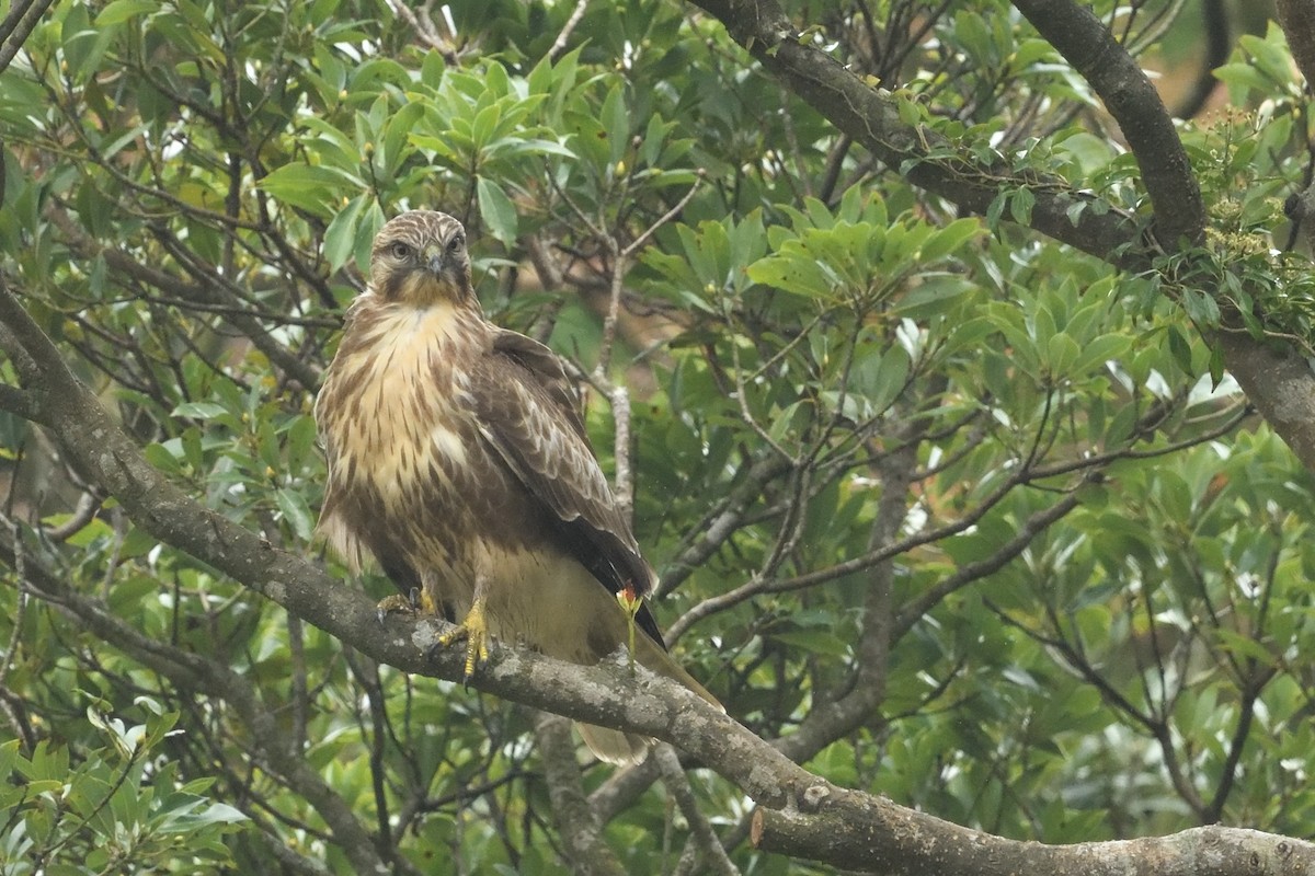 Eastern Buzzard - ML646283819