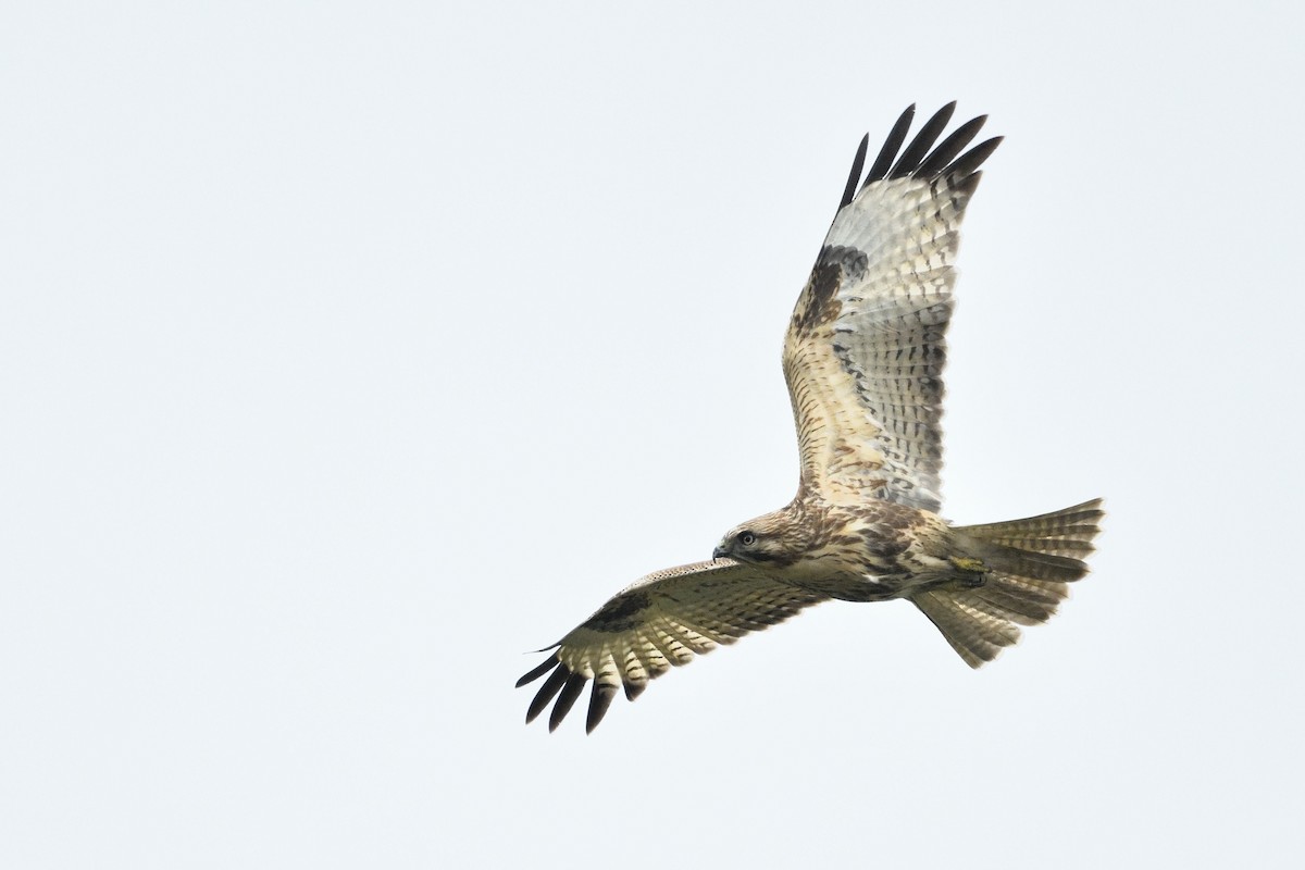 Eastern Buzzard - ML646283820