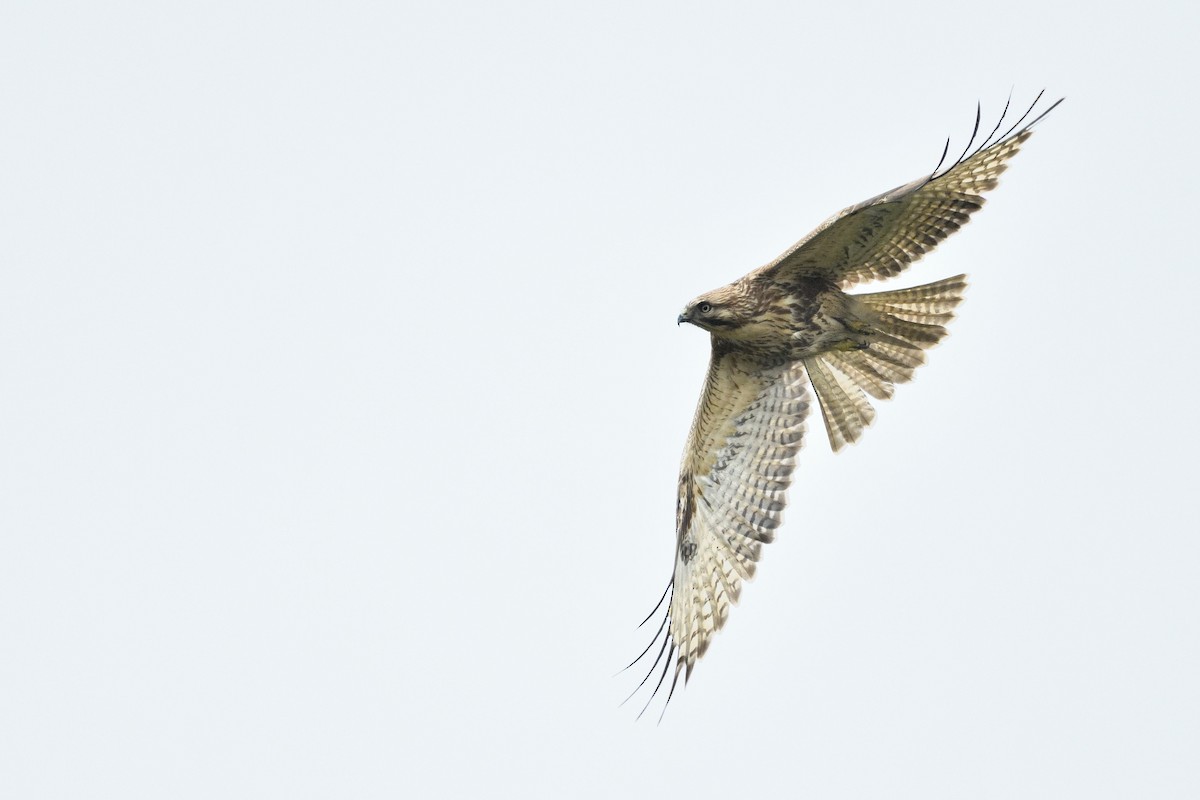 Eastern Buzzard - ML646283821