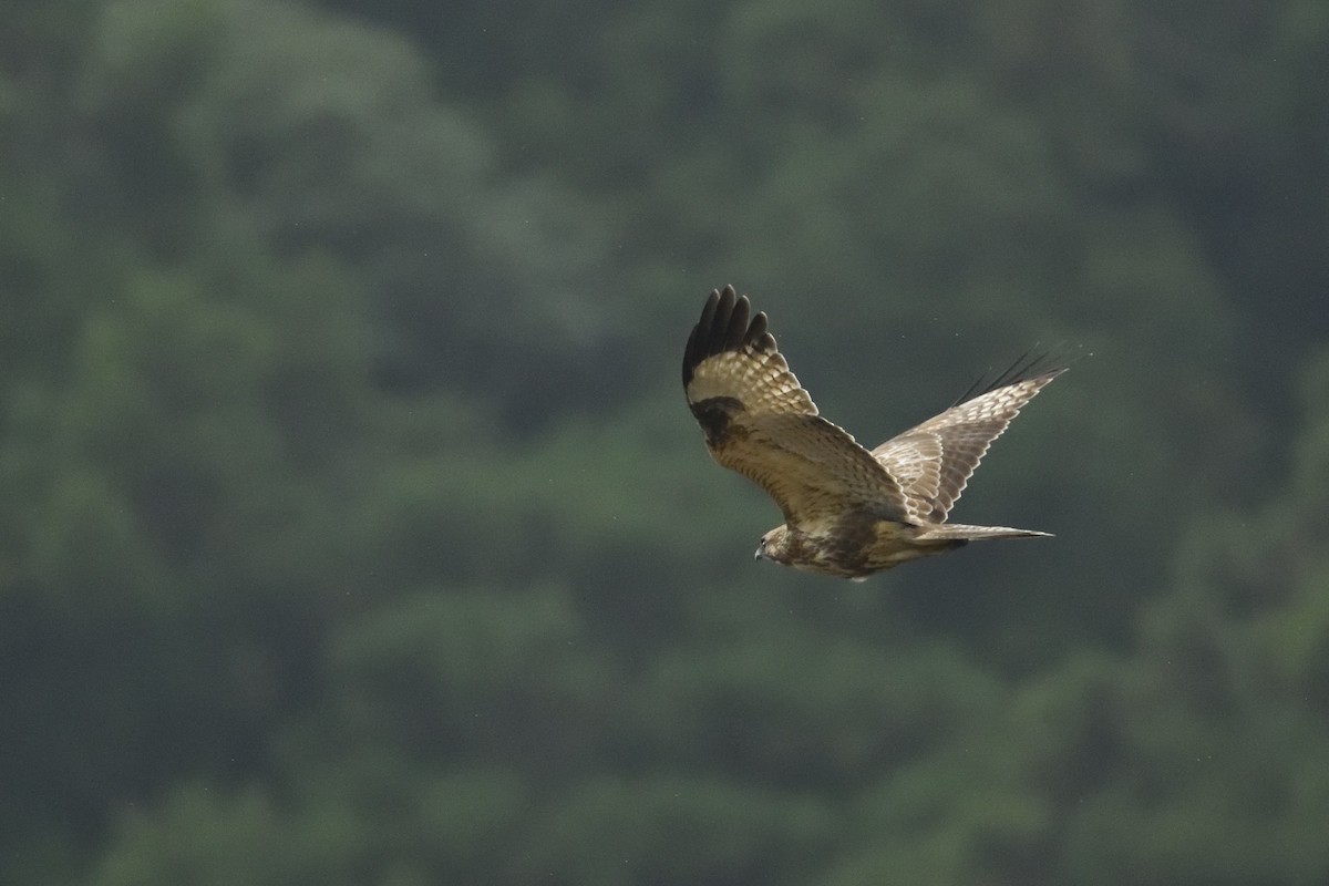 Eastern Buzzard - ML646283822