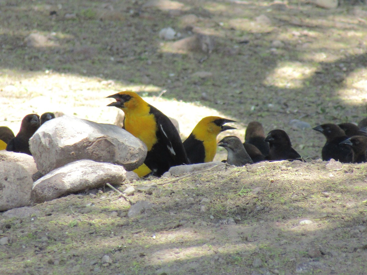 キガシラムクドリモドキ - ML646283824