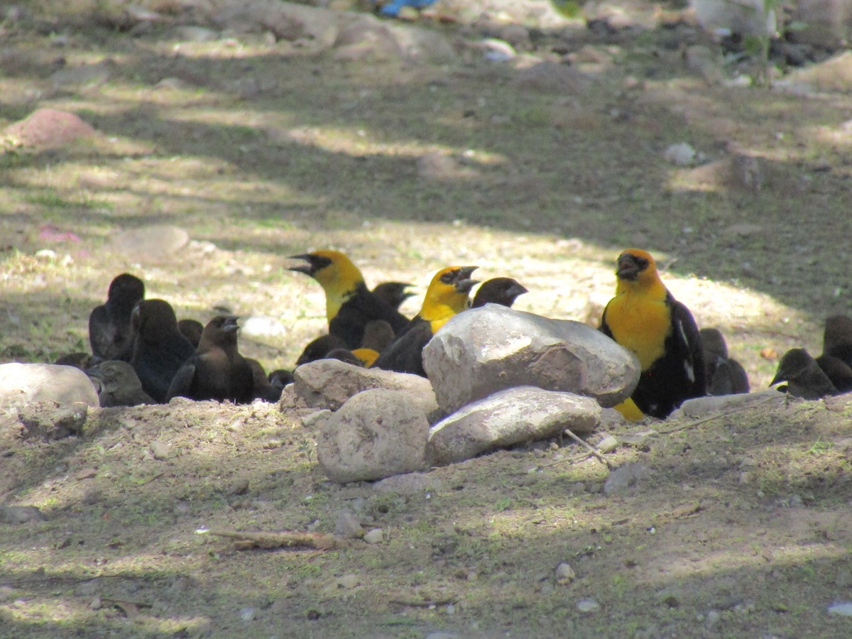 コウウチョウ - ML646283825