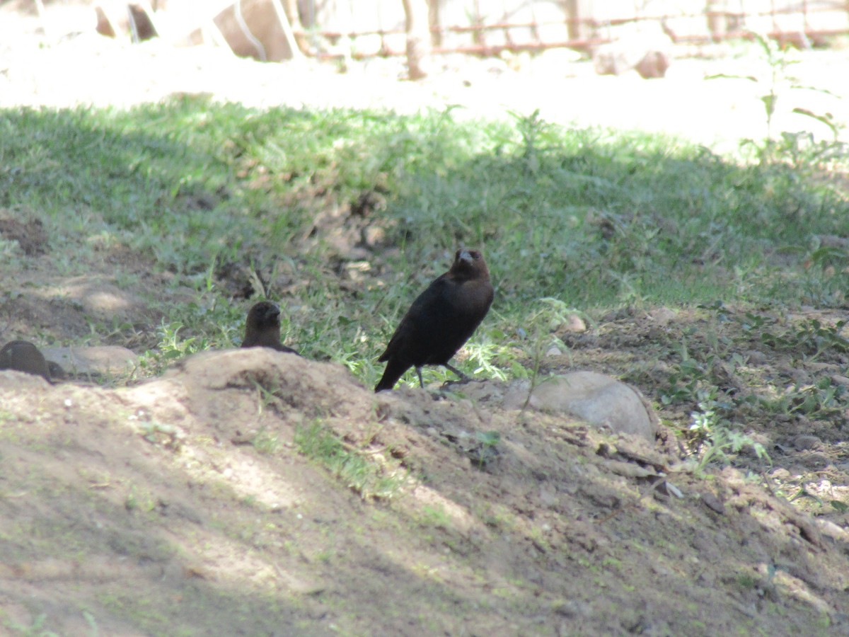 コウウチョウ - ML646283826