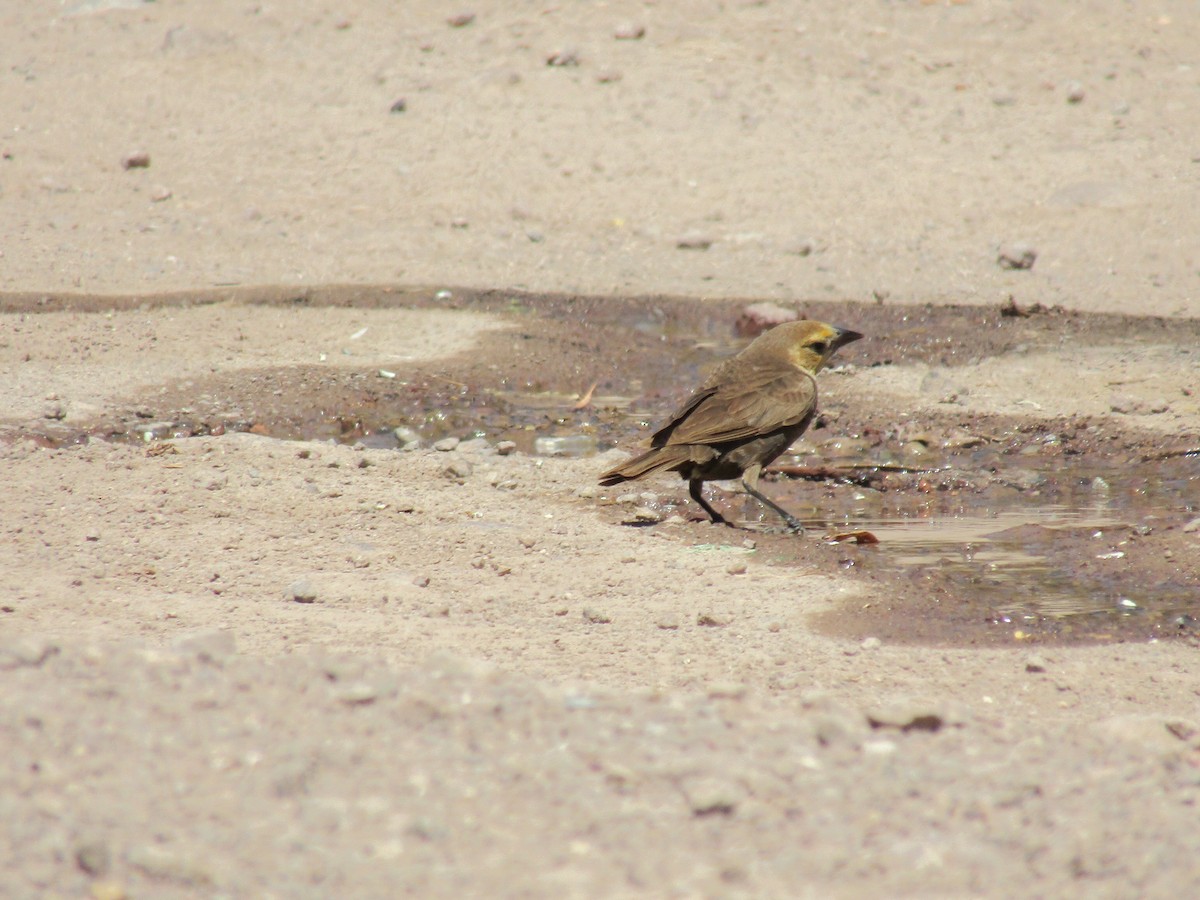 コウウチョウ - ML646283827