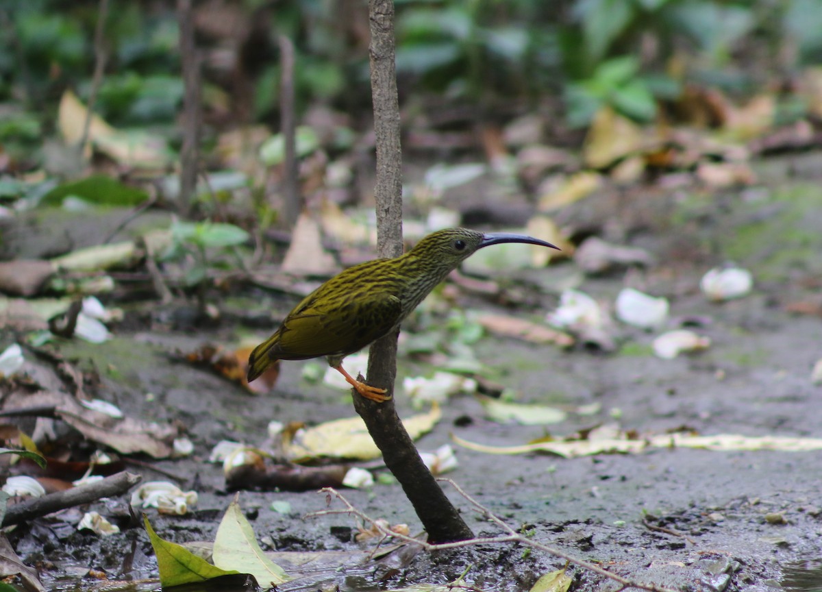 タテジマクモカリドリ - ML646283828