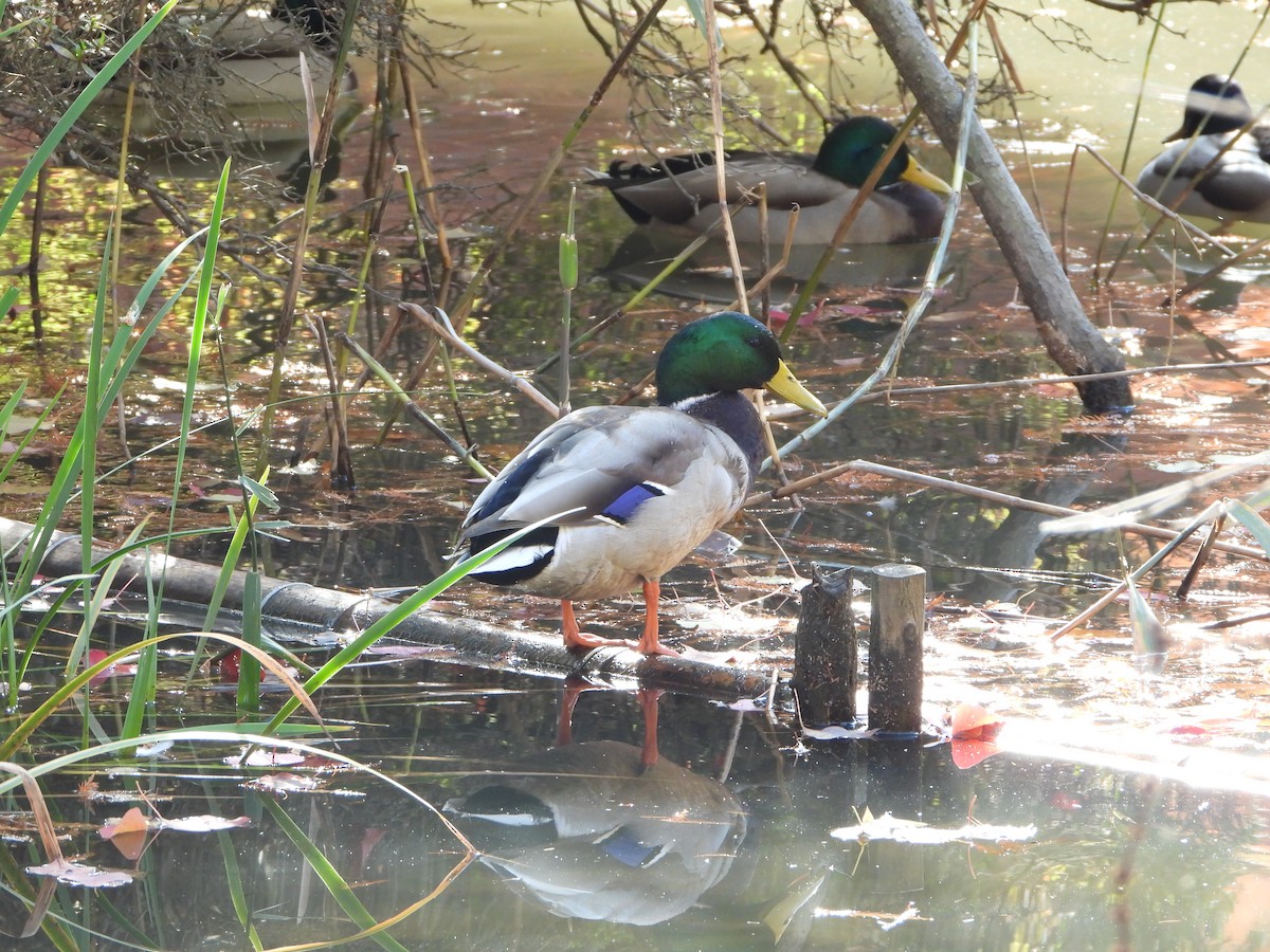 stokkand - ML646283829