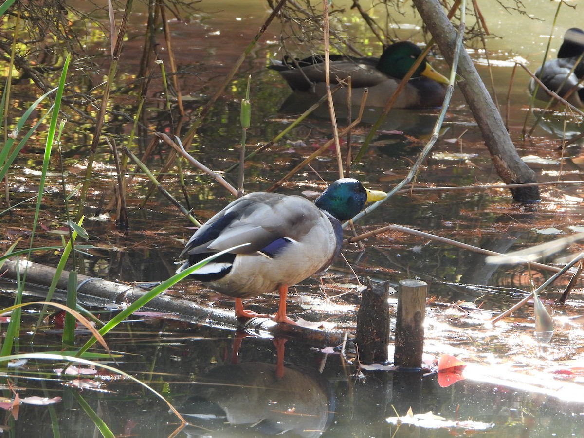 stokkand - ML646283830