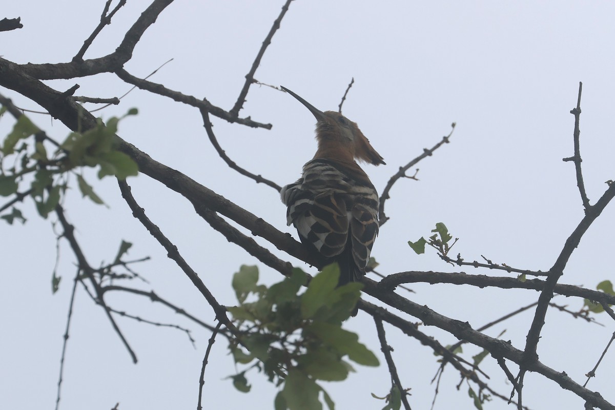 ヤツガシラ - ML646283831