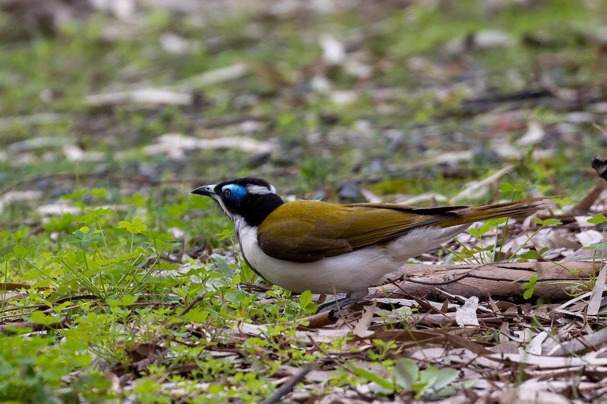 アオツラミツスイ - ML646283832