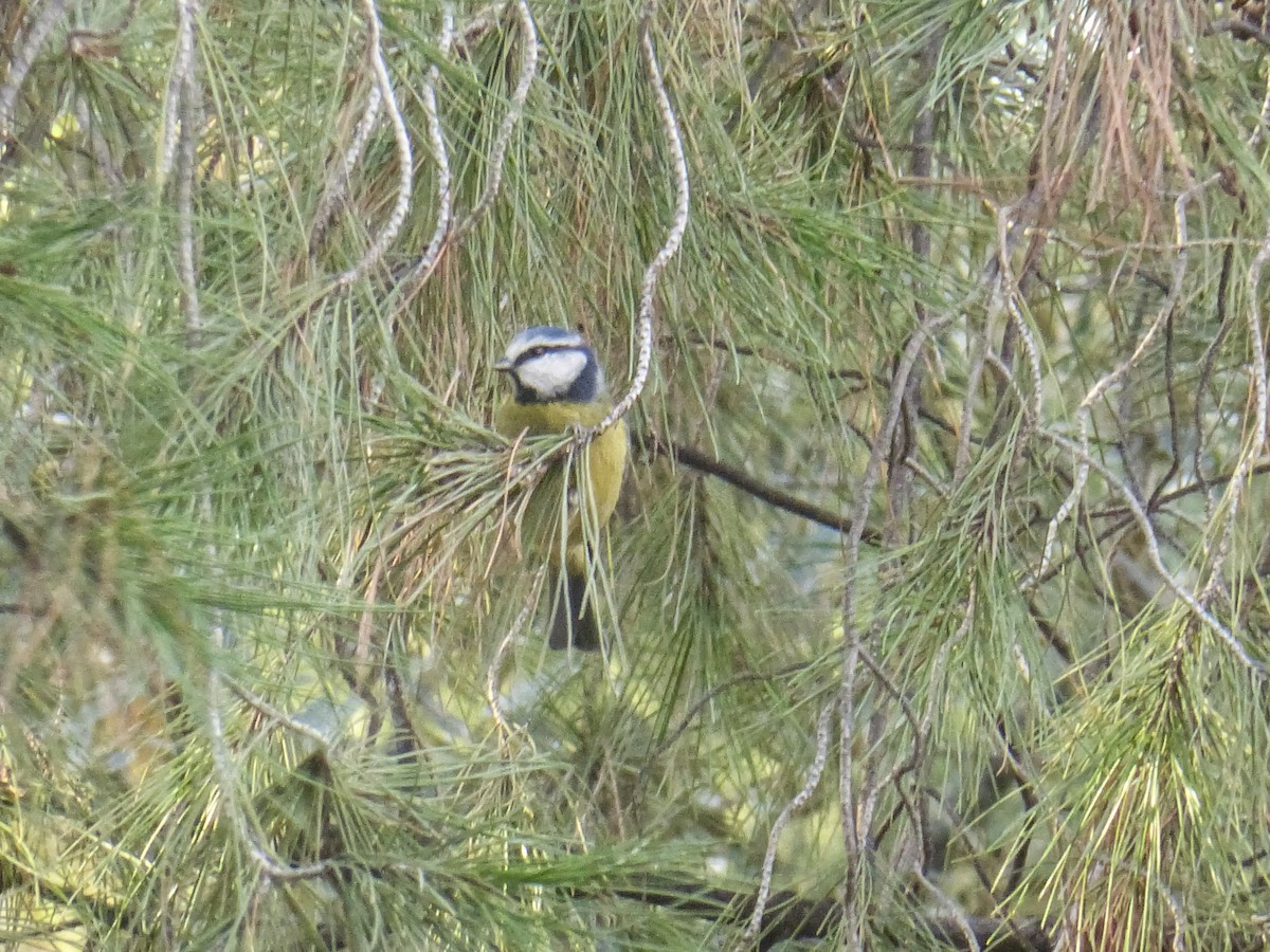 アオガラ - ML646283833