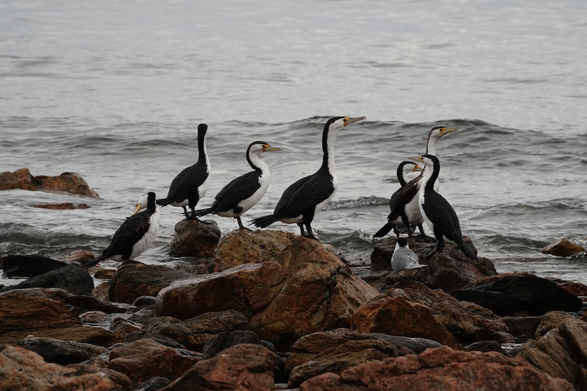 マミジロウ - ML646283834